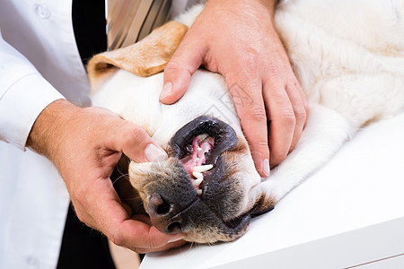 检查狗的牙齿爪子疾病药品兽医犬类动物考试鼻子测试宠物图片