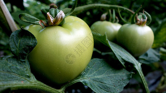 温室绿番茄土壤植物紫色蔬菜花园养分农场食物绿色饮食图片