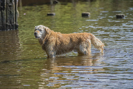 海上的金采金者浴池猎犬行动微笑跑步犬类实验室乐趣喜悦动物检索图片