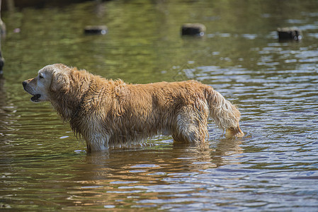 海上的金采金者浴池乐趣幸福微笑游泳犬类海滩猎犬检索喜悦行动图片