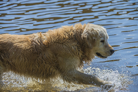 海上的金采金者浴池行动犬类微笑幸福宠物动物喜悦实验室乐趣猎犬图片
