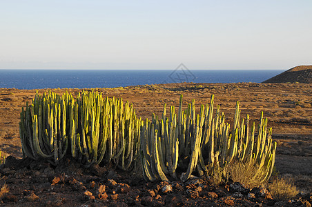 干旱沙漠上的中产植物仙人掌植物群天空荒野食物植被山脉器官国家日落森林图片