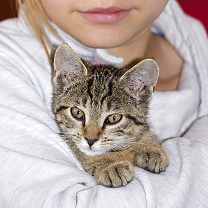 有小猫的孩子压痛拥抱宠物喜悦游戏虎斑乐趣猫咪灰色女孩背景图片