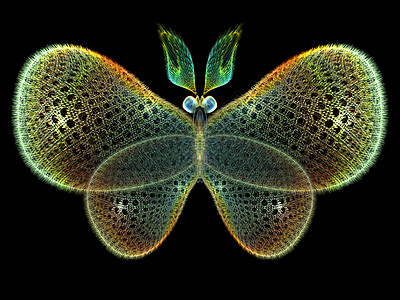 孤立的蝴蝶奉承花园昆虫学野生动物眼睛昆虫想像力生物学宏观设计图片