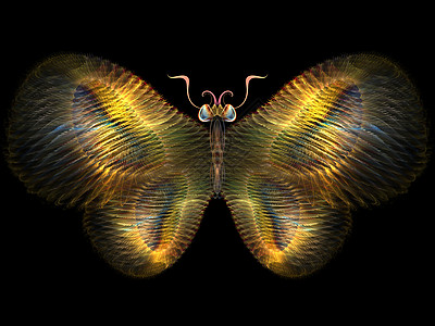 分形蝴蝶数学装饰品插图翅膀漏洞昆虫森林航班设计科学图片