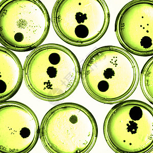 培里迪塞斯的细菌在成长琼脂技术菌类保健细胞拭子生长生物宏观微生物图片