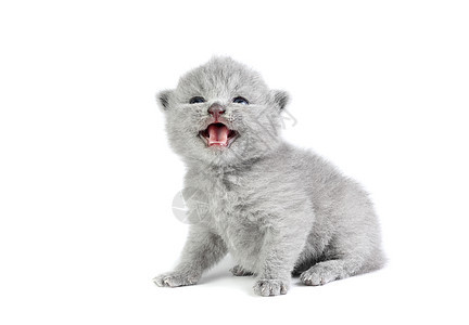 小小猫咪小猫灰色好奇心动物白色毛皮背景图片