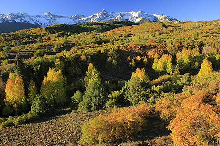 科罗拉多州不compaahgre国家森林天空松树划分叶子风景顶峰乌雷橙子荒野蓝色图片