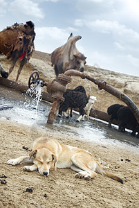 Shepherd 狗狗动物牧羊人家畜管道阀门野生动物牧场口渴环境骆驼图片