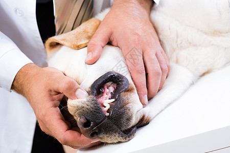 检查狗的牙齿卫生手套测试牙科药品牙医疾病检查员动物鼻子图片