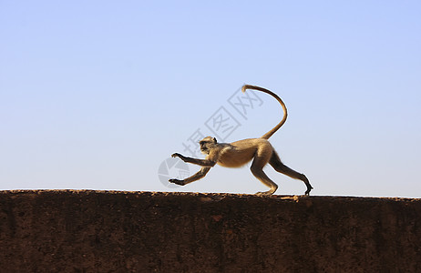 在印度邦迪塔拉加尔堡玩的灰色朗古尔纪念碑跳跃文化景观历史堡垒地标跑步建筑学荒野图片