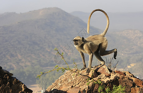 在印度邦迪塔拉加尔堡玩的灰色朗古尔砂岩堡垒野生动物纪念碑旅行文化地标荒野建筑跑步图片