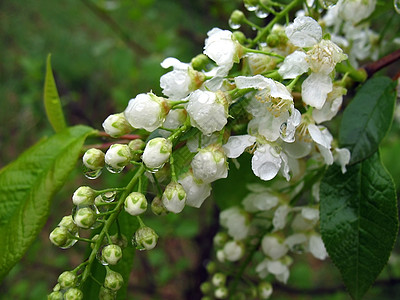 雨滴中的鸟樱花宏观青菜植物时间花朵图片