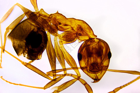 蚂蚁显微生物学宏观科学照片昆虫研究显微镜摄影动物学图片