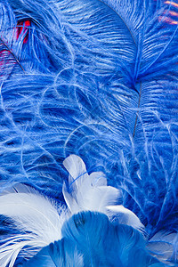 蓝羽空气翅膀想像力蓝色鸟类白色收藏投标天鹅天空图片
