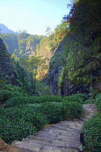 中国藤山省茶叶种植场农场草地天空植物群旅行场景种植园农村植物生长图片