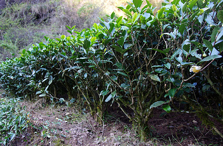 中国藤山省茶叶种植场热带种植园财产农村土地天空场景草地季节环境图片