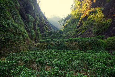 中国藤山省茶叶种植场生长环境农场土地风景场景植物群农田季节种植园图片