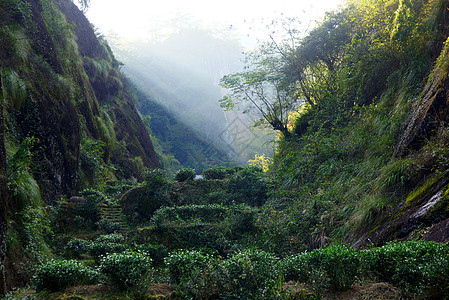 中国藤山省茶叶种植场场景农村栽培场地植物群天台高地季节天空旅行图片