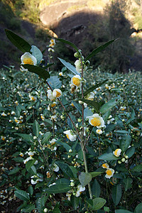 中国藤山省茶叶种植场场景爬坡农村财产场地种植园天空旅行农场土地图片