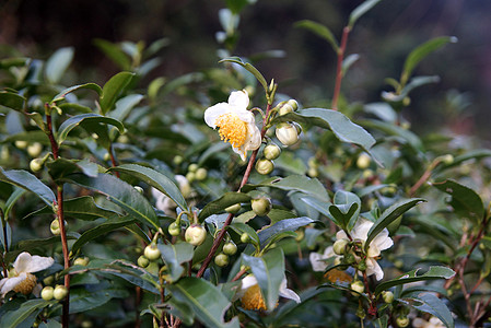 中国藤山省茶叶种植场场地季节天台栽培农场环境土地热带场景种植园图片