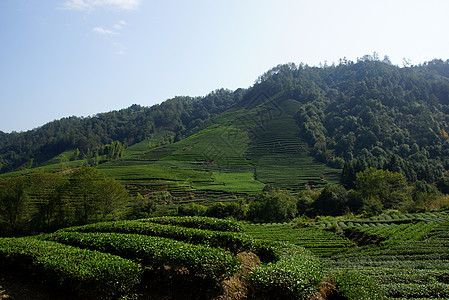 中国藤山省茶叶种植场栽培天台旅行热带叶子植物群爬坡土地场地植物图片