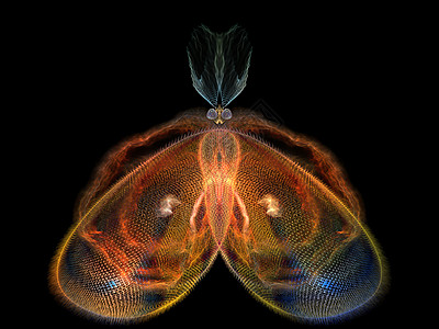 进化蝴蝶动物森林眼睛科学渲染数学触角宏观昆虫学几何学图片