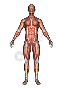 男性解剖图白色科学保健生物学器官肌肉躯干身体卫生医疗图片