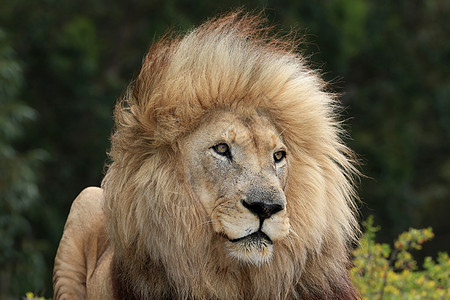 雄狮子肖像野生动物国王食肉鬃毛哺乳动物男性头发狮子动物荒野图片