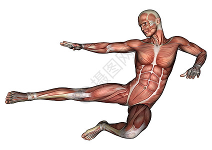 男性解剖图解剖学保健二头肌躯干男人白色科学卫生药品运动图片