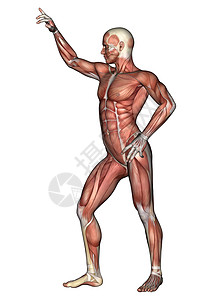 男性解剖图躯干二头肌身体器官卫生数字解剖学保健运动科学图片