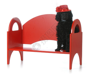 女小母狗朋友犬类长椅乐趣标准贵宾动物小狗宠物工作室图片