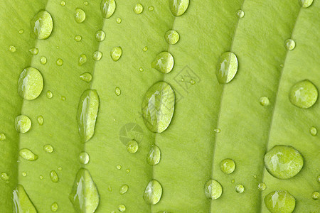 树叶花园植物学玉簪雨滴宏观活力植物液体叶子水平图片