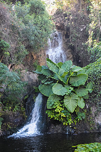 小瀑布丛林流动绿色溪流水池植物池塘热带岩石运动图片