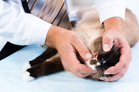 检查猫的健康状况成人动物药物疫苗医生宠物疾病治疗诊所男人图片