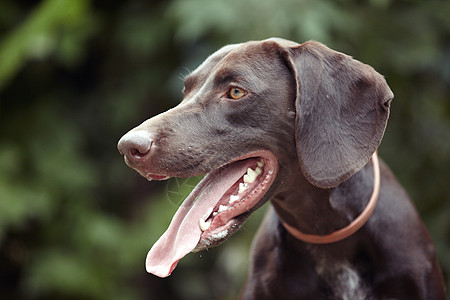 库尔兹哈尔指针动物群喜悦活力二传手衣领伙计们猎犬女性绒毛图片