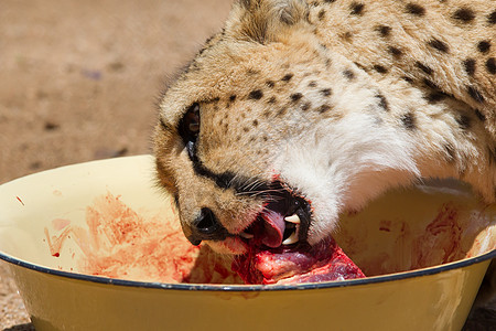 被囚禁的Cheetah干草头发力量国家食肉面具栅栏猎豹环境猫科图片