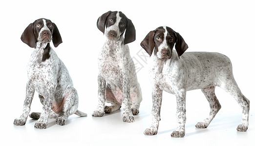 三只小狗斑点警报犬类脊椎动物团体指针动物白色哺乳动物棕色图片