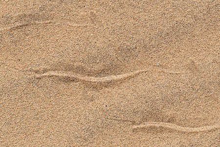 横跨沙滩的侧向蛇足迹沙漠动物蜥蜴地面脚趾海滩打印海浪脚印环境图片