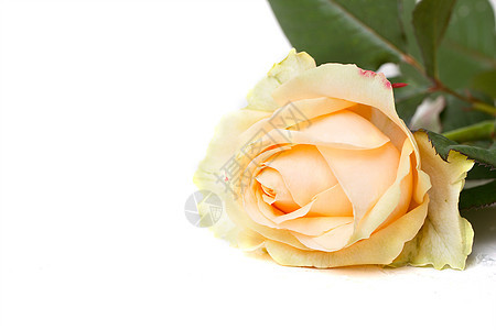 黄玫瑰宏婚礼墙纸荒野投标植物奶油植物群脆弱性周年生日图片