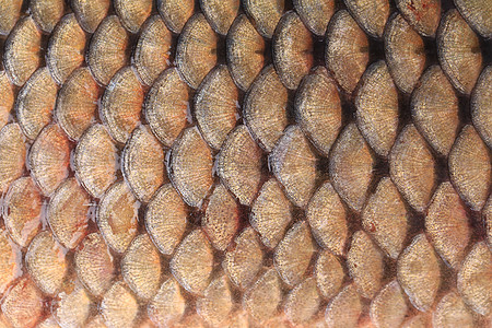 鱼的丝质接近了生物皮肤金属淡水宏观金子鲤鱼金鱼水族馆健康图片