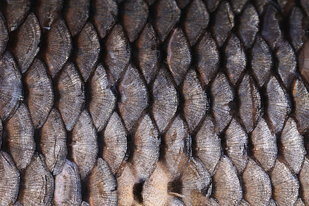 鱼的丝质接近了皮肤动物钓鱼鲤鱼水族馆淡水生物食物宏观金鱼图片
