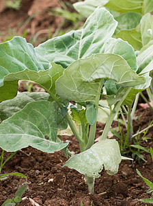 菜园中的中花椰菜农场花园饮食芸苔菊苣蔬菜生产叶子收成食物图片