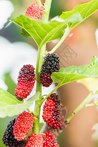 树上的木莓是贝里果子花园浆果食物灌木枝条馅饼叶子丝绸种子精油图片