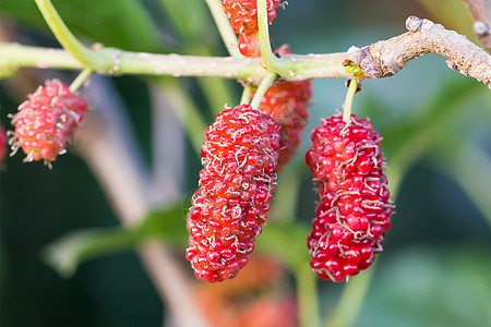 树上的木莓是贝里果子精油枝条灌木浆果水果食物花园团体生产馅饼图片