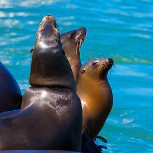 旧金山39号码头 加利福尼亚州灯塔和海豹休息说谎荒野日光浴野生动物游客旅游蓝色海滩吸引力图片