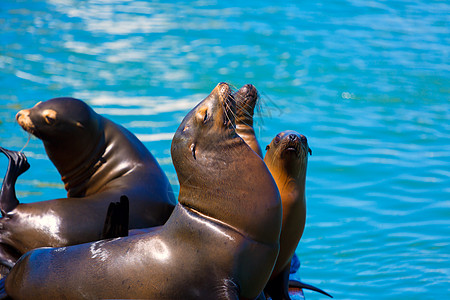 旧金山39号码头 加利福尼亚州灯塔和海豹说谎哺乳动物荒野旅行地标蓝色太阳游客狮子海洋图片