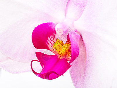 紫兰花贴近白色庆典宏观花瓣紫色粉色花束工作室蝴蝶条纹图片