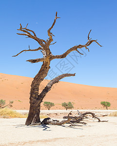 纳米布沙漠的死阿卡西亚树和红色沙丘橙子死亡纳米布旅行旅游干旱晴天寂寞公园太阳图片