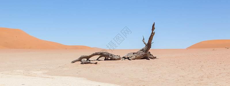 纳米布沙漠的死阿卡西亚树和红色沙丘纳米布晴天橙子寂寞沙漠冒险太阳天空化石国家图片